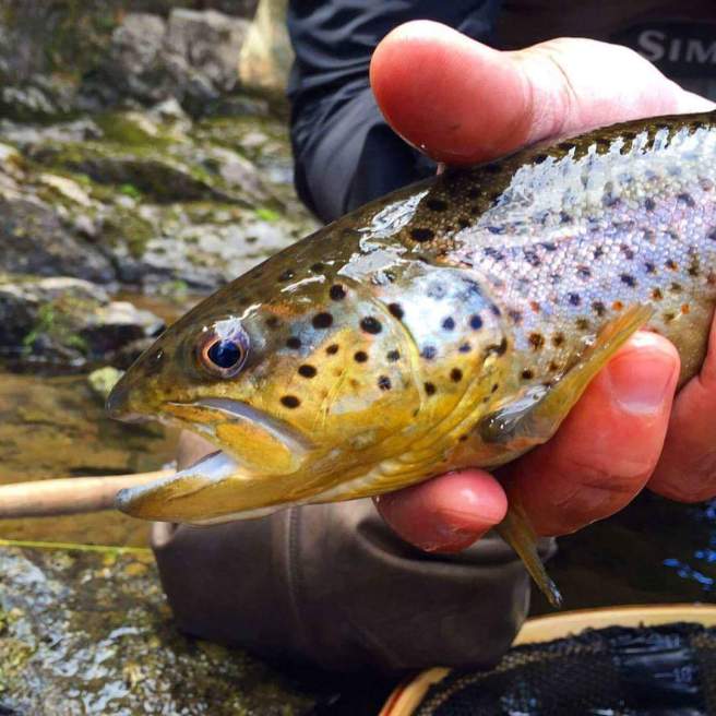 FB_IMG_1490105990310