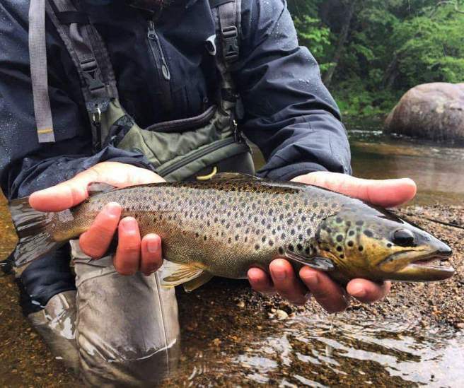 FB_IMG_1490106000651